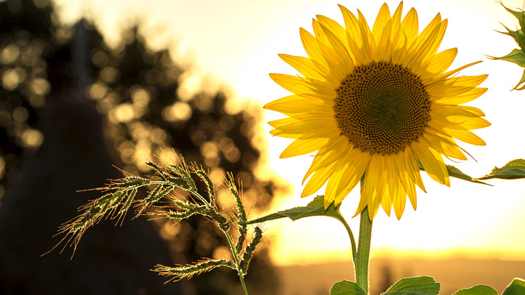 Glad sommar önskar Mäklarsamfundet