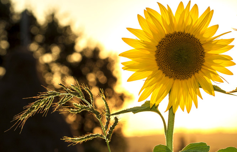 Glad sommar önskar Mäklarsamfundet