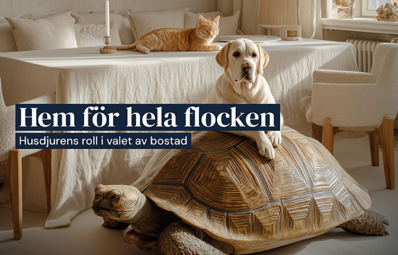 Så blir husdjurens behov allt viktigare när vi letar bostad